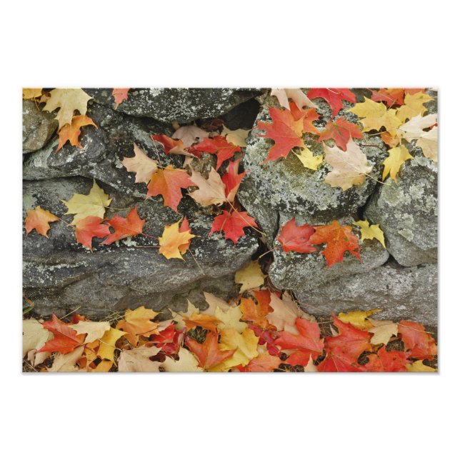 Foto Hojas de otoño en muro de piedra, Minute Man (Frente)