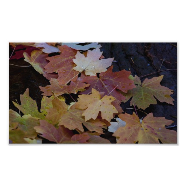 Foto hojas de otoño por todas partes (Frente)