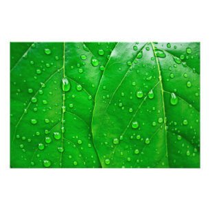 Foto Hojas del verde