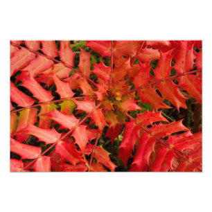 Foto Hojas rojas, fondo de hojas, hojas, hojas, planta