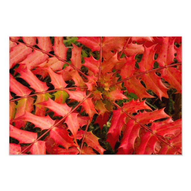 Foto Hojas rojas, fondo de hojas, hojas, hojas, planta (Frente)