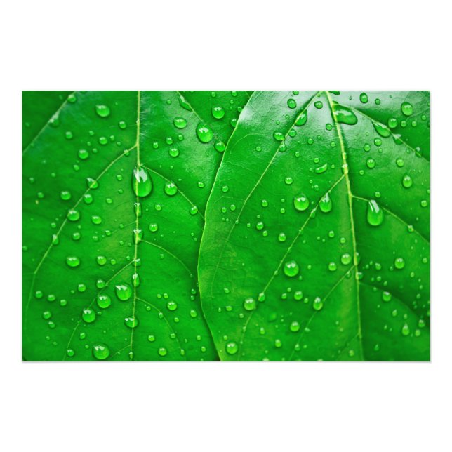 Foto Hojas verdes (Frente)