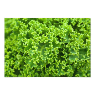 Foto Hojas verdes, fondo de hojas, hojas, hojas, planta