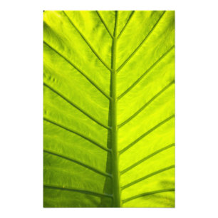 Foto Hojas verdes veteadas de follaje tropical en
