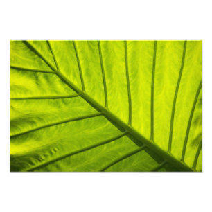 Foto Hojas verdes veteadas de follaje tropical en 2