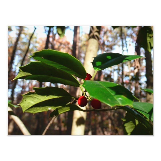 Foto Holly Leaves I Holiday Botanical (Frente)