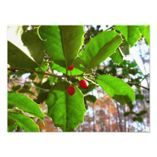 Foto Holly Leaves II Naturaleza de las vacaciones Botán