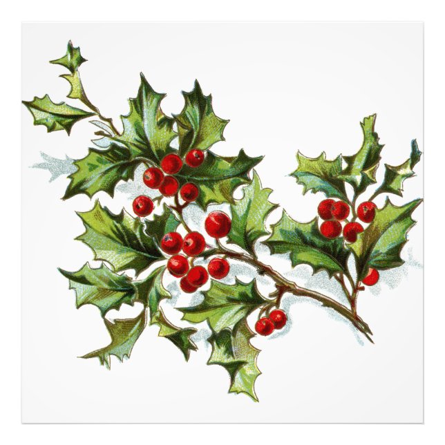 Foto HollyBerries20150802 (Frente)