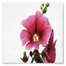 Hollyhock Rosa Celestial Flor Malva Floral