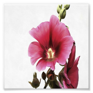 Foto Hollyhock Rosa Celestial Flor Malva Floral