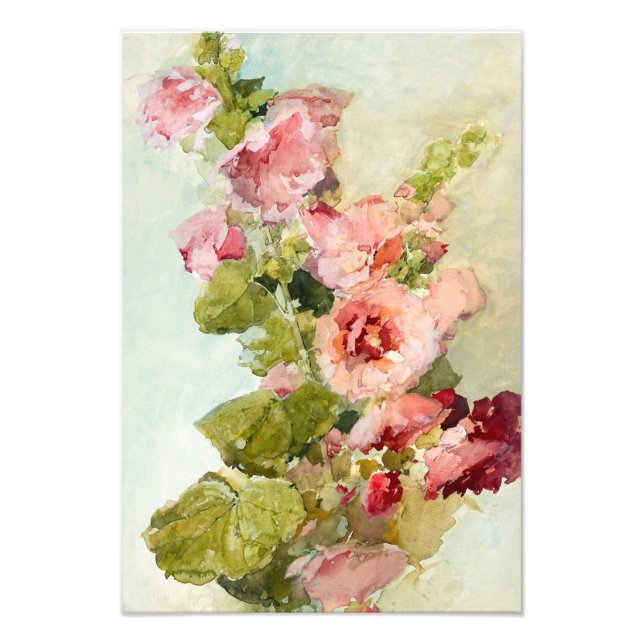 Foto Hollyhocks por Franz Bischoff (Frente)
