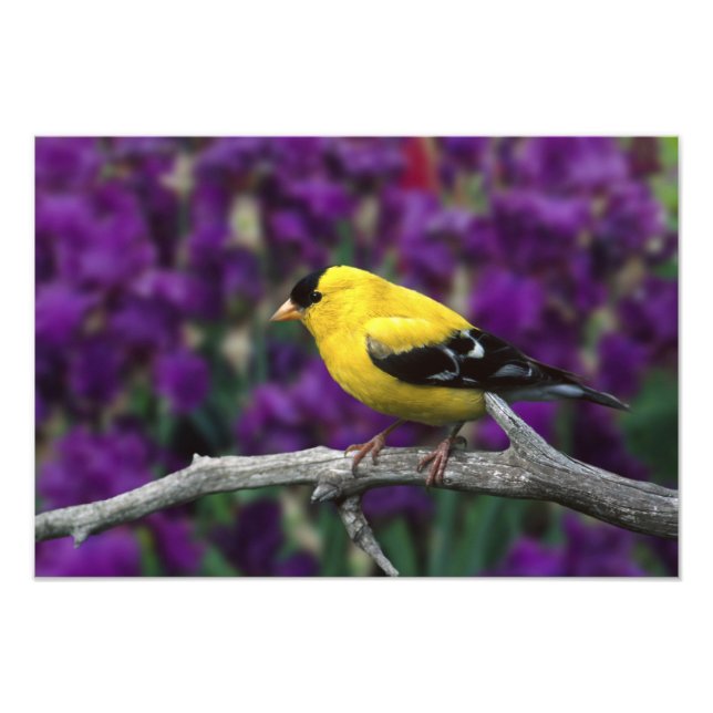 Foto Hombre, Goldfinch estadounidense en otoño, (Frente)