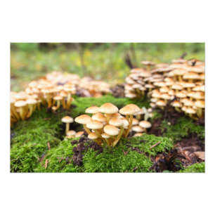 Foto Hongos amarillos en el bosque otoñal.