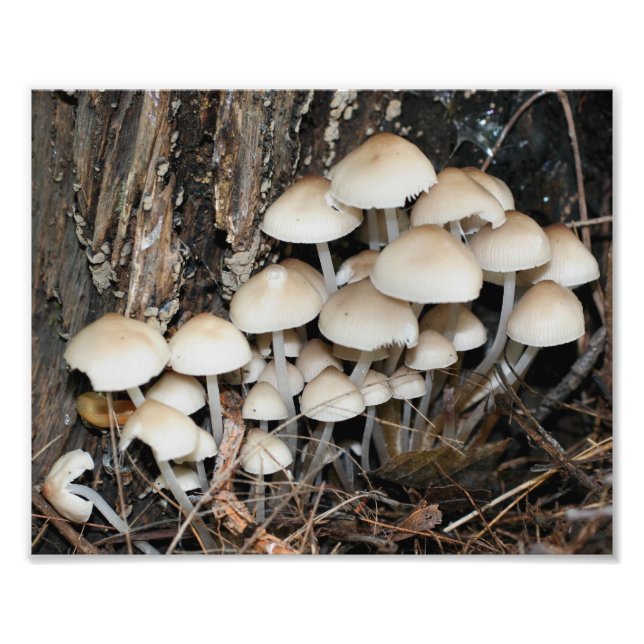 Foto Hongos blancos salvajes 10x8 Naturaleza (Frente)