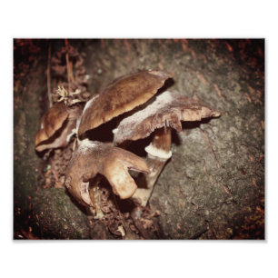 Foto Hongos Marrones Silvestres En Creencia De Árbol 8x