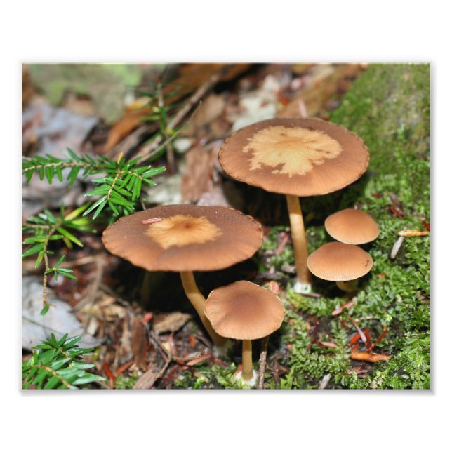 Foto Hongos Y Moss Silvestres 10x8 Naturaleza (Frente)