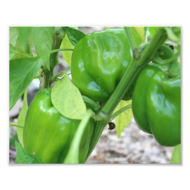 Foto Hortalizas Jardín Peppers verdes 10x8 (Frente)