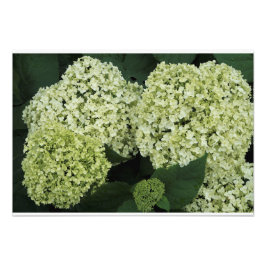 Foto Hortensia lisa de 19"x13"