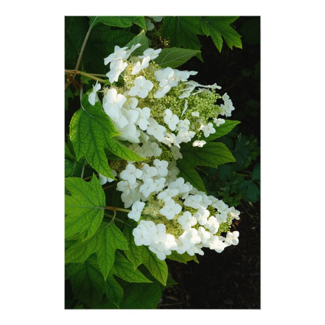 Foto Hortensia Oakleaf de 24"x36" (Frente)