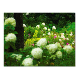 Foto Hortensias Limelight en Mi Jardín Rubio