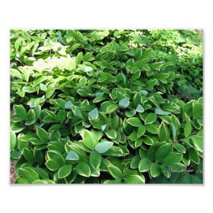 Foto Hosta Bed