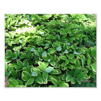 Foto Hosta Bed