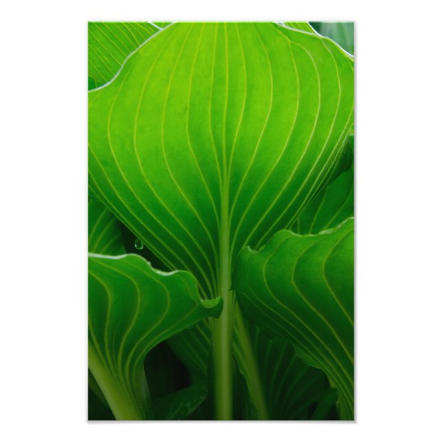 Foto Hosta Leaf Verde (Frente)