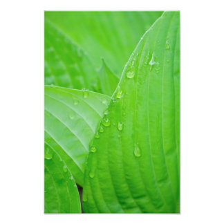 Foto Hosta y Droplets