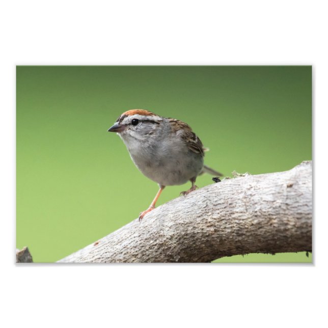 Foto House Sparrow (Frente)