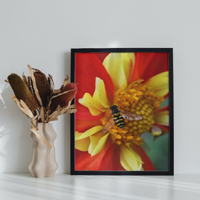 Foto Hover Fly en Collarette Dahlia (In Situ Framed)