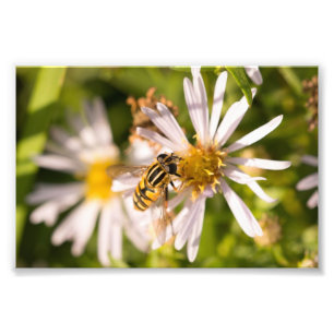 Foto Hoverfly