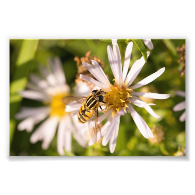Foto Hoverfly (Frente)