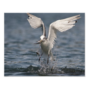Foto Hovering Kittiwake