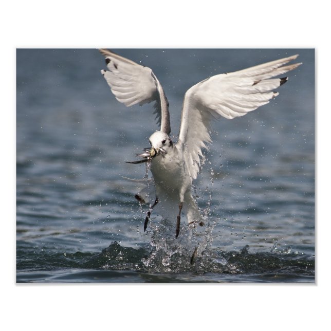 Foto Hovering Kittiwake (Frente)
