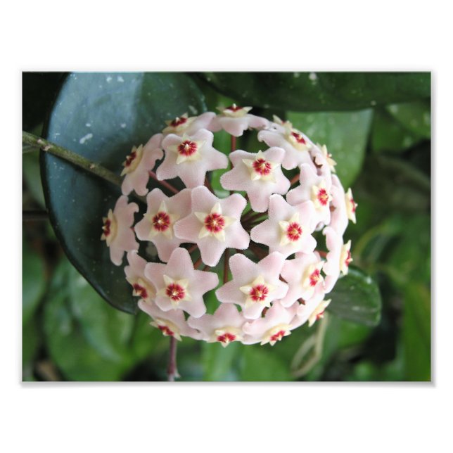 Foto Hoya Wax Planta Globe Red and White Stars Naturale (Frente)