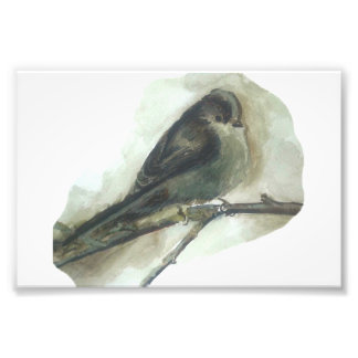 Foto Huella acuática de ave de jardín de cola larga