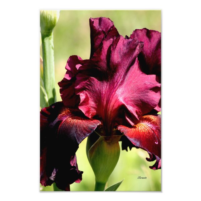 Foto Huella de arte fotográfico de Borgoña/Iris rojo (Frente)