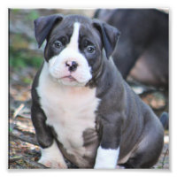 Huella de cachorros de raza abusada