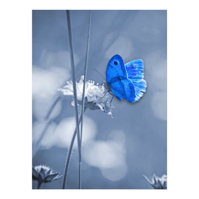 Foto Huella de mariposa azul (Frente)