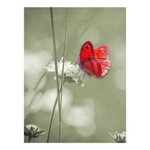 Foto Huella de mariposa roja