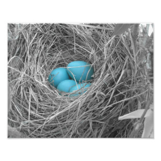 Foto Huevos de Robin