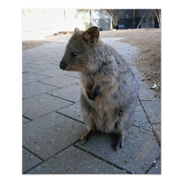Foto "Huggs en Australia: Un Cuerdo Quokka Gris (Frente)