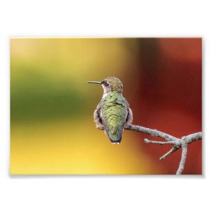 Foto Humingbird Pose Photo Print