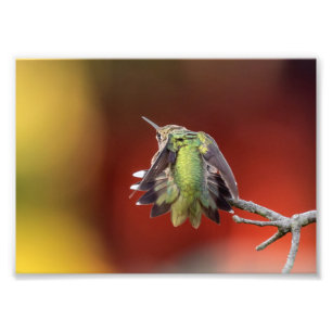 Foto Humingbird Stretch Photo Print