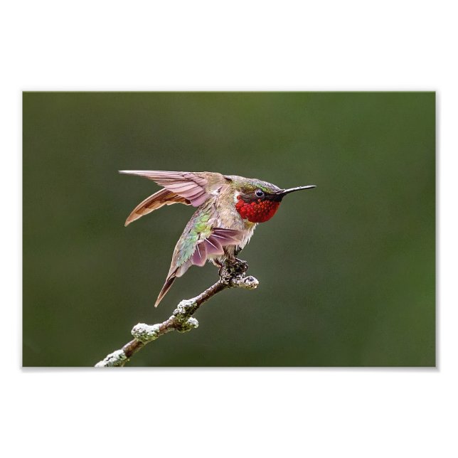 Foto Humingbird Stretching Photo Print (Frente)