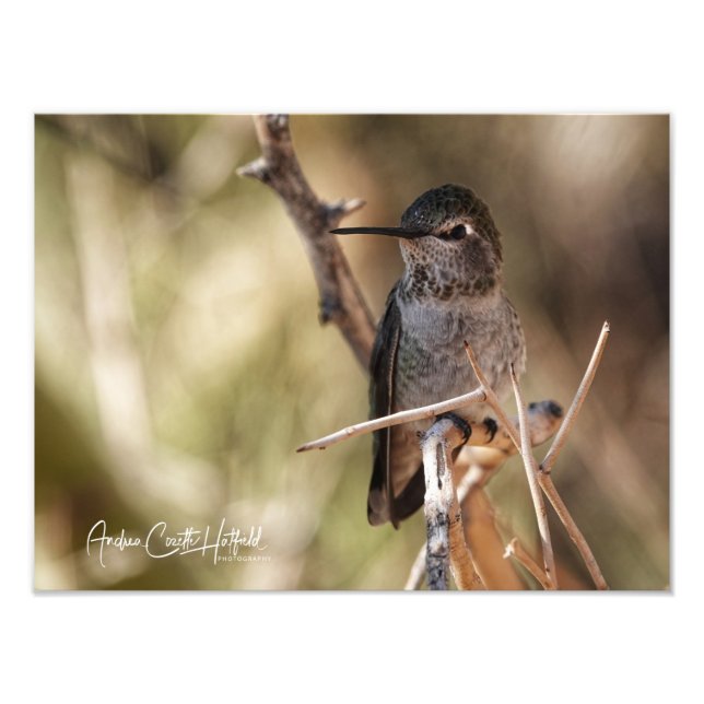 Foto Hummer (Frente)
