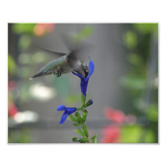 Foto Humming Bird salvia sapphire impresión azul