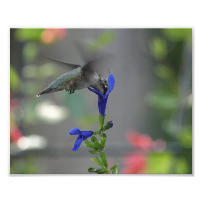 Foto Humming Bird salvia sapphire impresión azul (Frente)