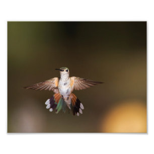 Foto Hummingbird