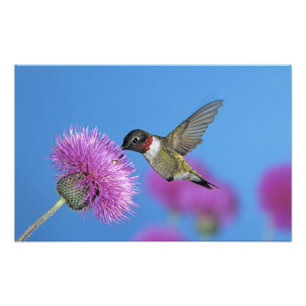 Foto Hummingbird